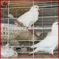 Promotions Factory Stocked Pigeon Breeding Cages Design